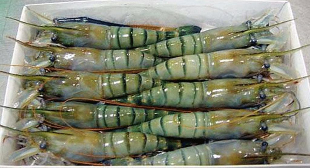 ২০% বিদ্যুৎ বিল ছাড় দেওয়া হবে চিংড়ি খাতে shrimp